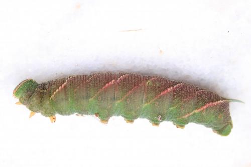 Réf. 270 375 : Marumba quercus